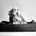 Giorgio Armani x Poldo Dog Couture la nuova collezione di lusso per cani