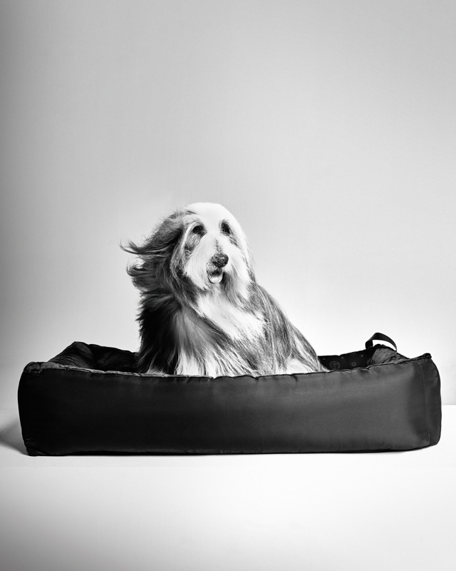 Giorgio Armani x Poldo Dog Couture la nuova collezione di lusso per cani